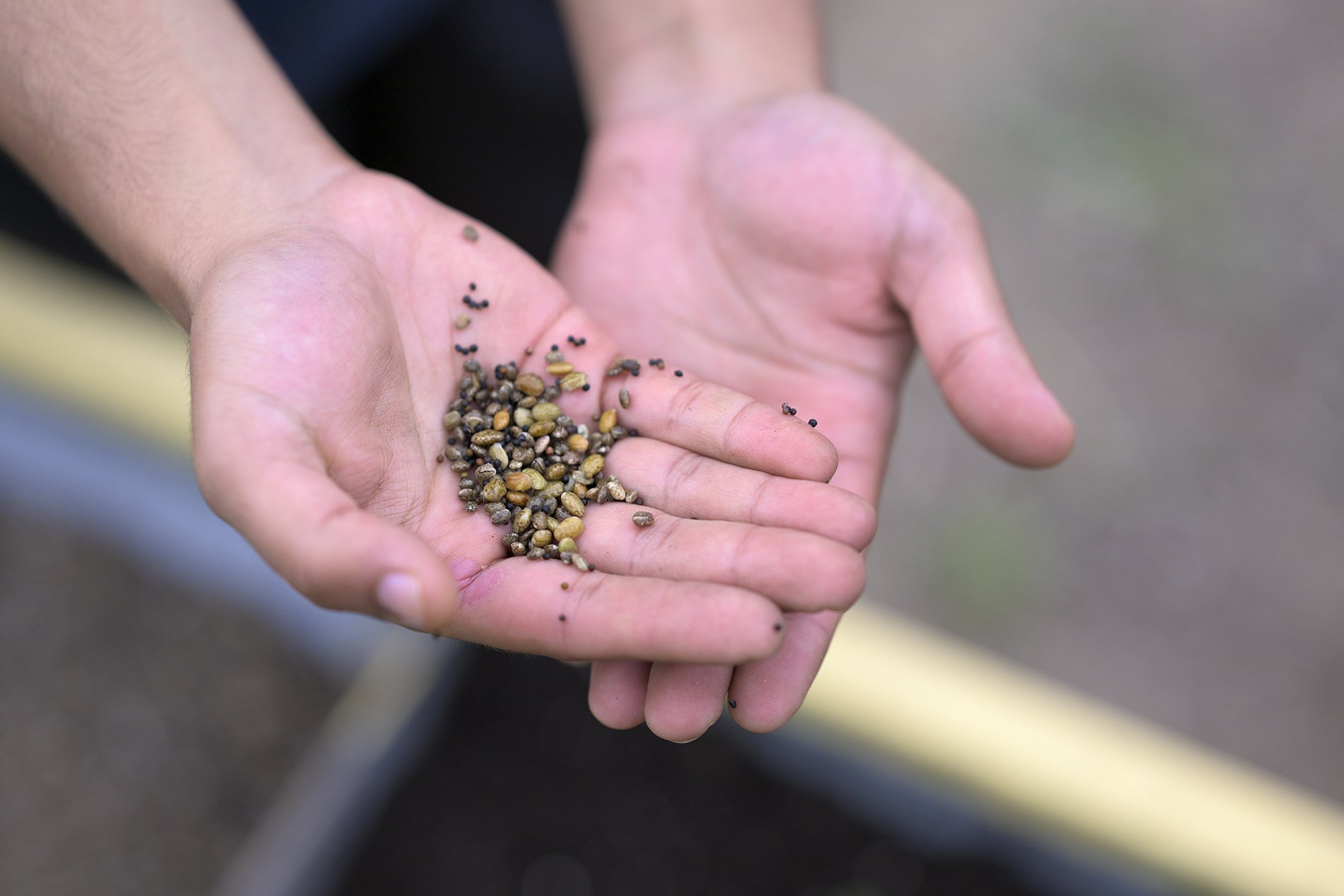 A student holds out hands full of seeds.