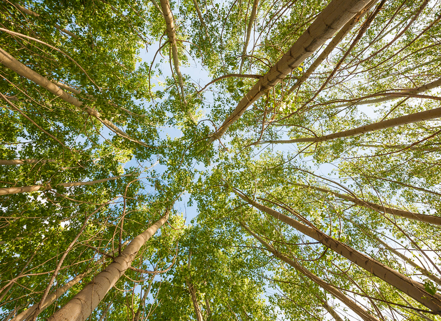 Maddie Hall ’14, recognized by Forbes 30 Under 30 for science, uses her interdisciplinary skills to create super trees