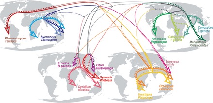 Diagram of figs and wasps evolving mutually through time and across continents.