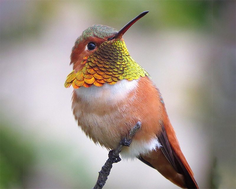 A hummingbird on a branch.