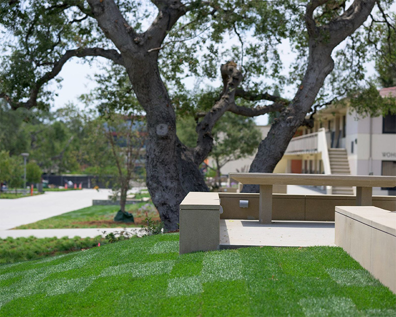 One of the older trees on campus.