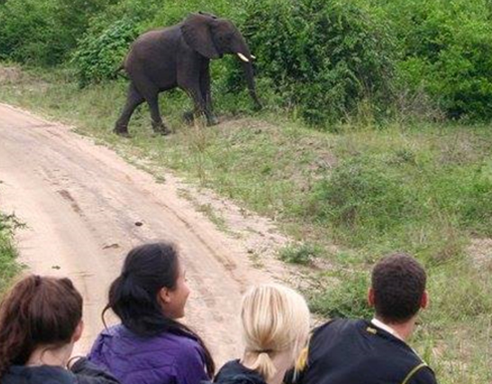 Elaine Sohng watching an elephant in Uganda
