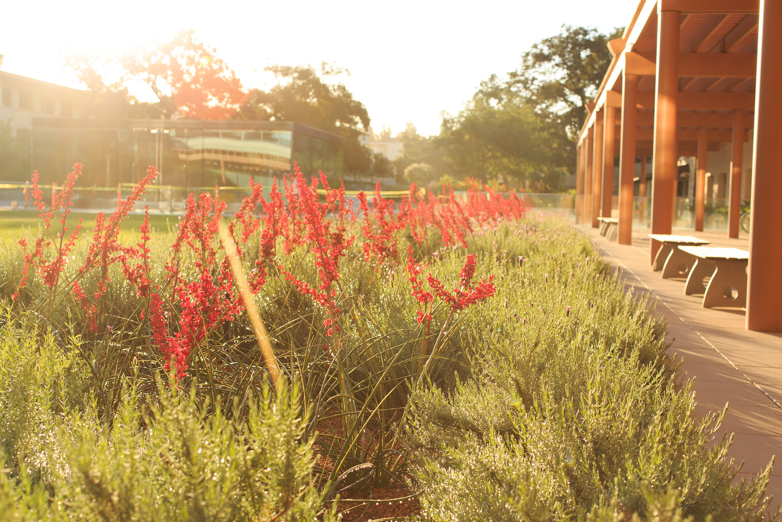 Flowers near Kravis Center