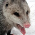 opposum