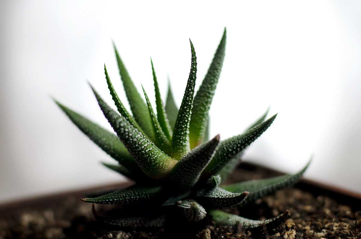Succulent clippings from around the CMC campus were sent to students who signed up for mystery boxes