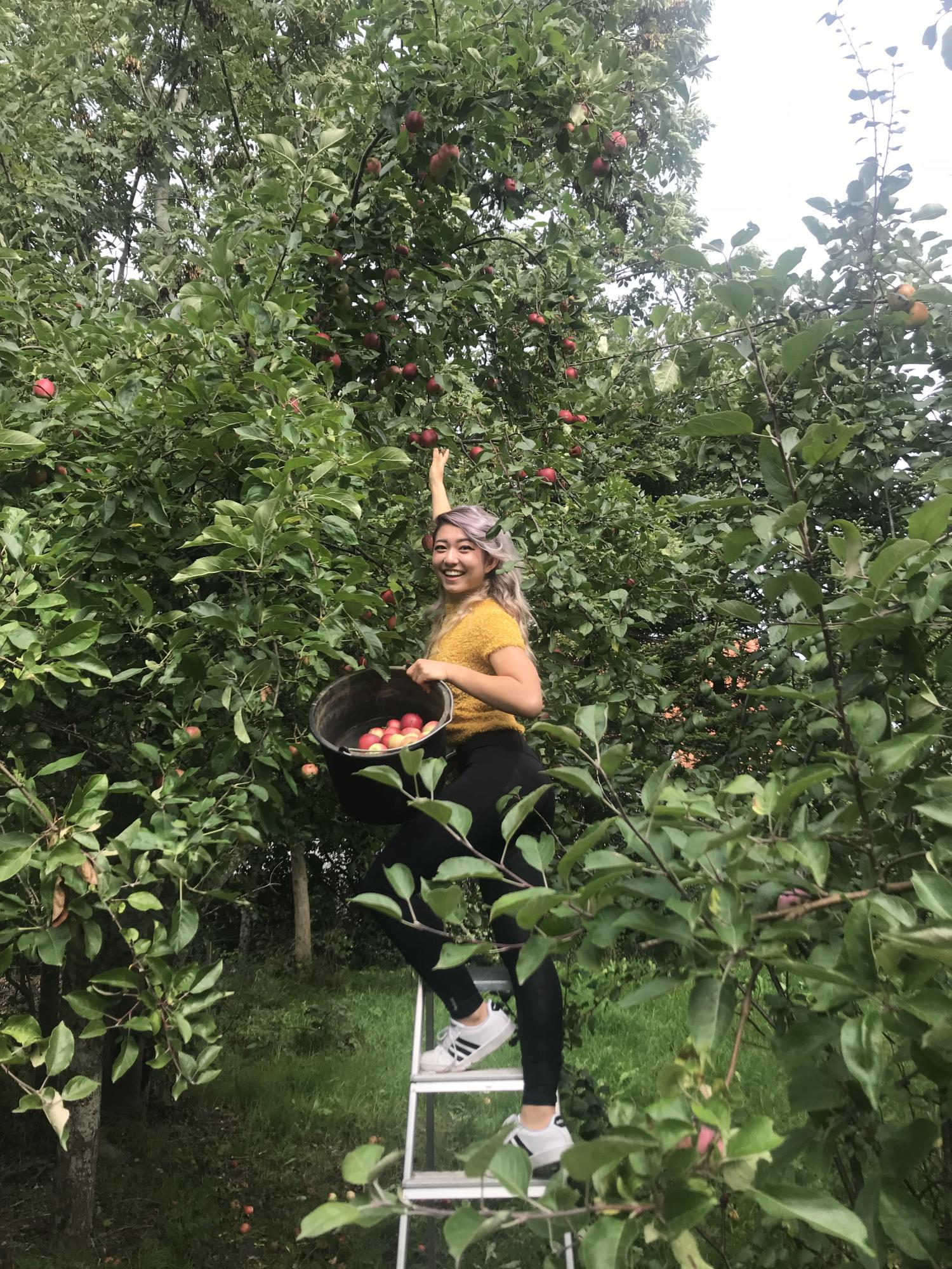 Apple Picking with Host Family