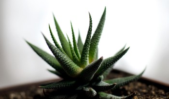 Succulent clippings from around the CMC campus were sent to students who signed up for mystery boxes