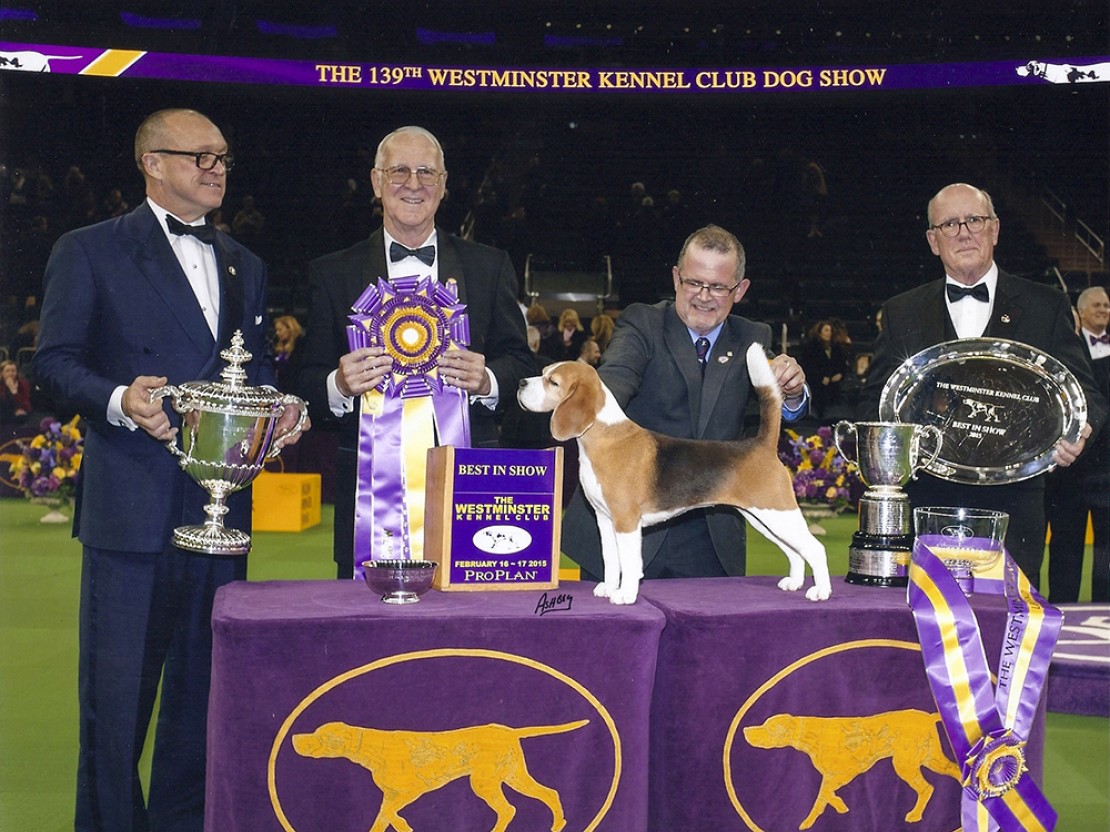 Westminster Dog Show