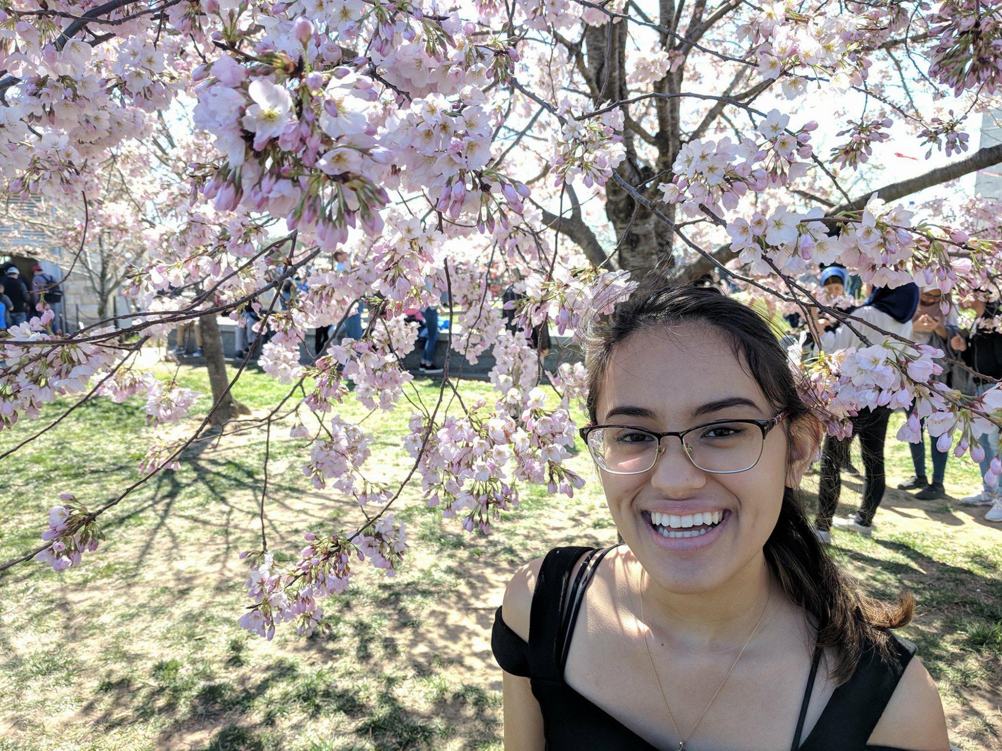 Cherry Blossoms